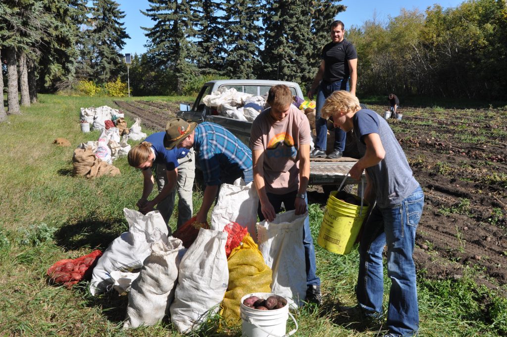 potato_picking_20162